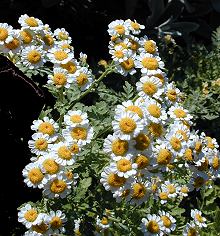 feverfew can help with relaxation and with migraines and headaches